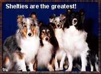 photo of Shelties:  Shelties are the greatest!
