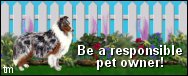 graphic with Blue Merle Sheltie:  Be a responsible owner!