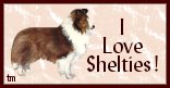 Sable and White Sheltie:  I love Shelties!
