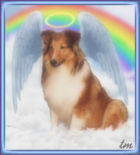 Sheltie angel with halo and wings sitting on a cloud with a rainbow in background.