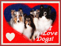Shelties in a red heart frame with the words I Love Dogs!