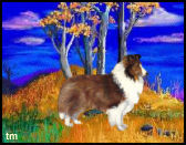sable and white sheltie in fall scene