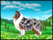 blue merle  sheltie in spring meadow scene