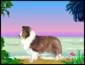 sable and white sheltie in summer beach scene