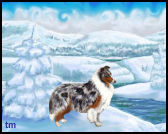 blue merle sheltie in winter snow scene