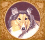  graphic of a sable and white Sheltie
