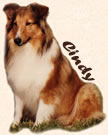 graphic of two Shetland Sheepdogs