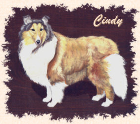 graphic of Cindy, a sable and white Shetland Sheepdog