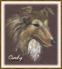 graphic of Cindy, a sable and white Sheltie