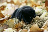 photo of a Dimond, a Rottweiler puppy