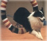 photo of a black tri Australian Shepherd jumping through a tire in agility