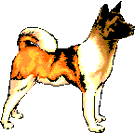 graphic of an Akita