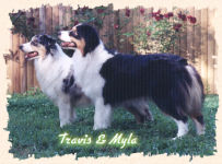 photo of Travis and Myla, two Australian Shepherds