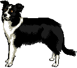 graphic of border collie