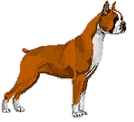 graphic of Boxer