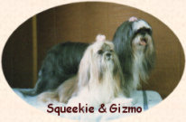 photo of Squeekie and Gizmo, Shih Tzus