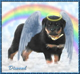 Dimond, a Rottweiller puppy, in heaven standing on a cloud with a rainbow in the background.  Dimond has earned his halo and wings for being such a wonderful puppy during his short visit on earth.