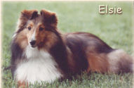 photo Elsie, a sable and white sheltie