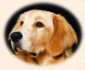 photo of golden retriever