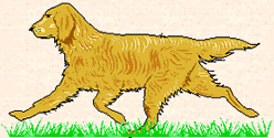 Graphic of Golden Retriever Trotting in Grass