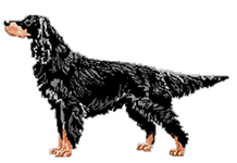 graphic of a Gordon Setter