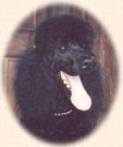 Handsome, a Standard Poodle