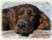 photo of Irish Setter