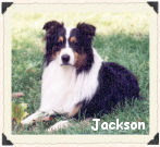 photo of Jackson, a black tri Australian Shepherd