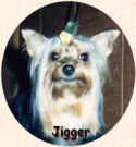 photo of Jigger, a Yorkshire Terrier