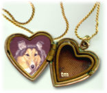 locket with a picture of a sable and white Sheltie in it
