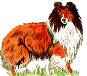 graphic of a Shetland Sheepdog