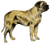 graphic of Mastiff