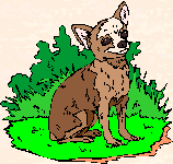 graphic of a Chichuahua