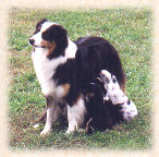 Black Tri Australian Shepherd nursing her litter of puppies