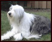 photo of Old English Sheepdog