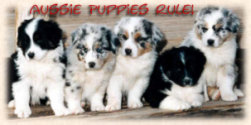 photo of Australian Shepherd puppies