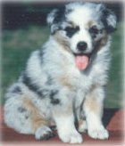 photo of blue merle Aussie puppy