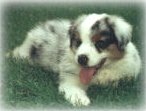 blue merle Australian Shepherd puppy