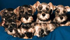 photo of  five schnauzer puppies