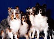 photo of four Shetland Sheepdogs