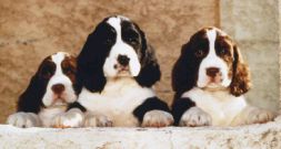 photo of 3 Spring Spaniel puppies