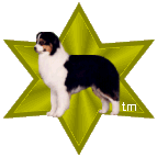 black tri aussie on a star