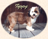 photo of Tippy, a brown and white mixed breed