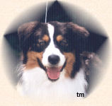 photo of black tri aussie grinning